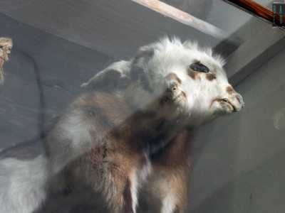 ...e alcune specie malformate. In un ripiano � possibile infatti �ammirare� una capra che presenta sei zampe, due musetti e quattro occhi...